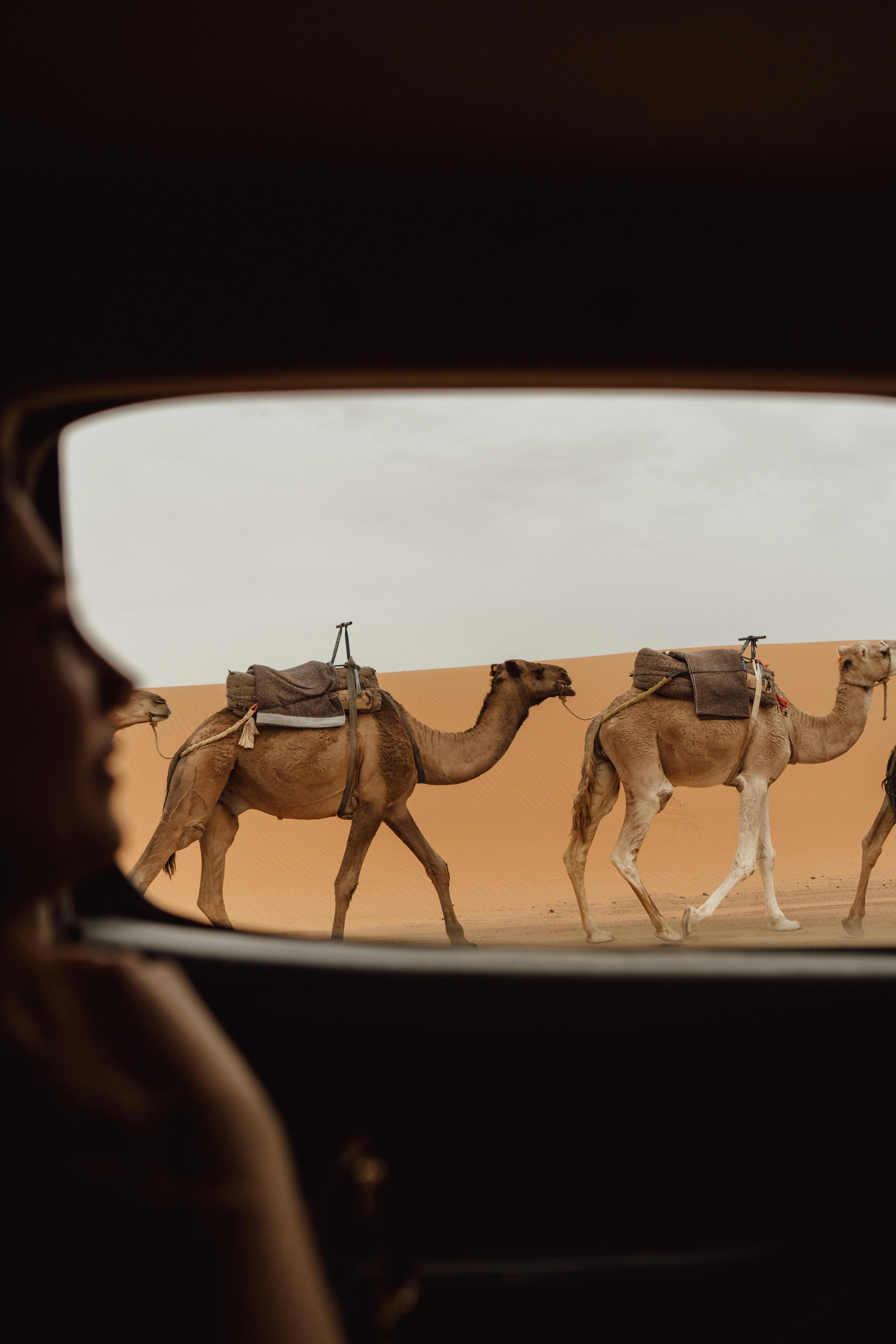 Tour 8 días Casablanca - Fez - Marrakech - Merzouga