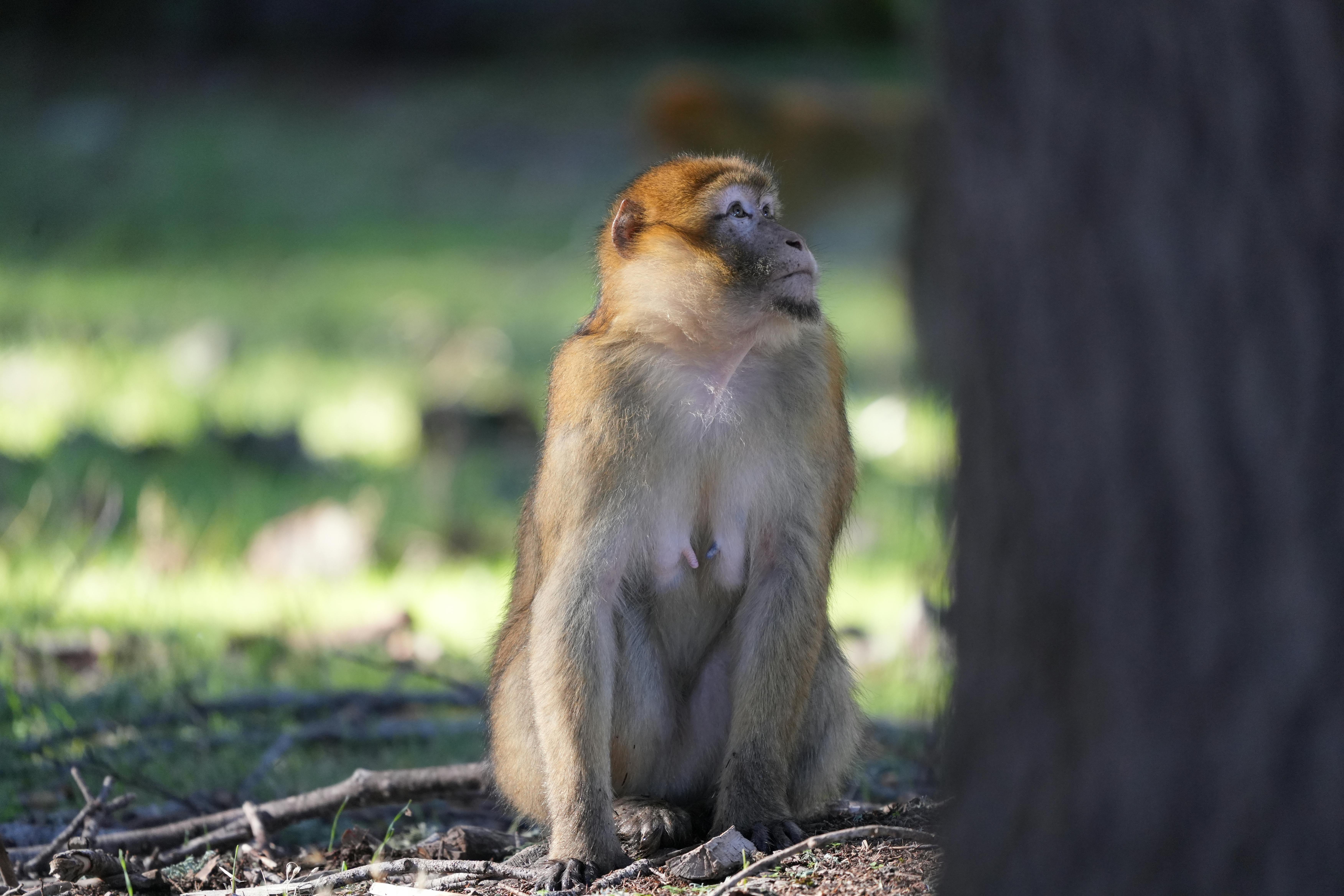 Bosque cedros monos bereberes
